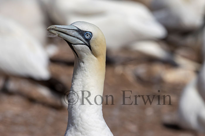 Northern Gannet