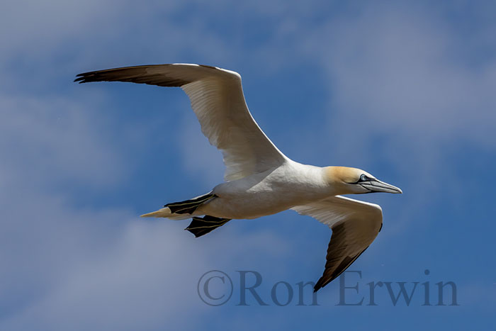 Northern Gannet in Flight