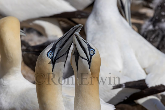 Northern Gannets