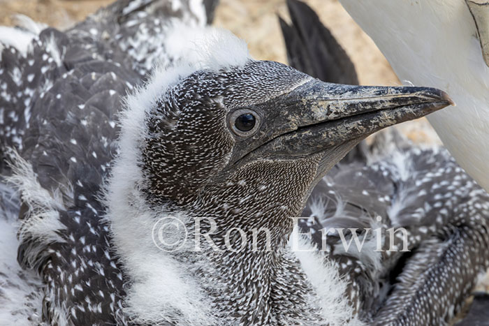Northern Gannet Chick