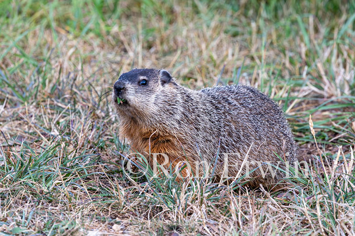 Groundhog or Woodchuck