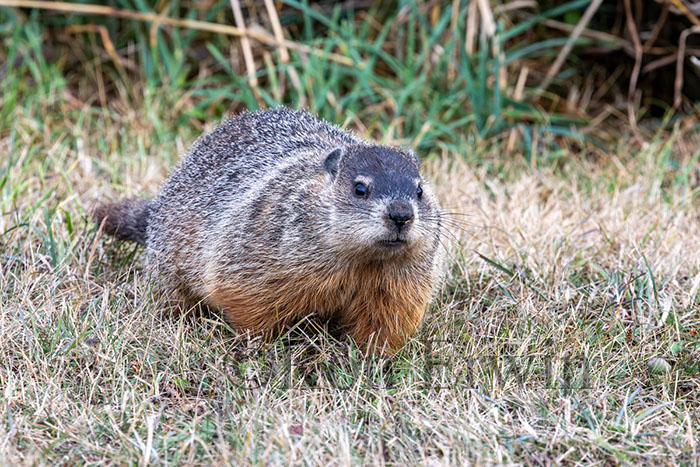 Groundhog or Woodchuck