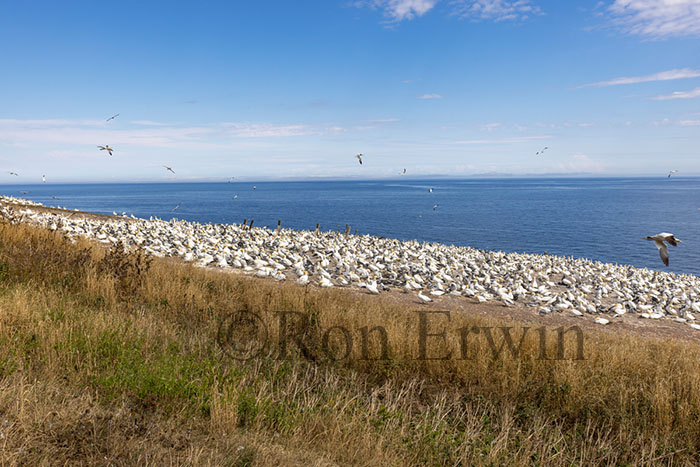 Northern Gannet Colony