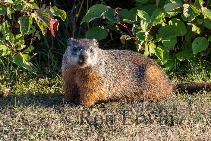 Groundhog or Woodchuck