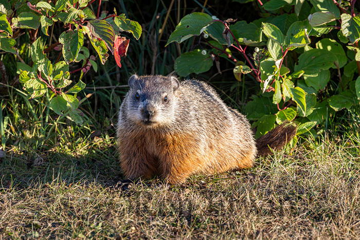 Groundhog or Woodchuck