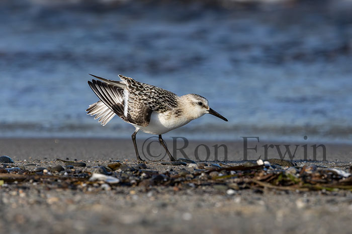 Sanderling