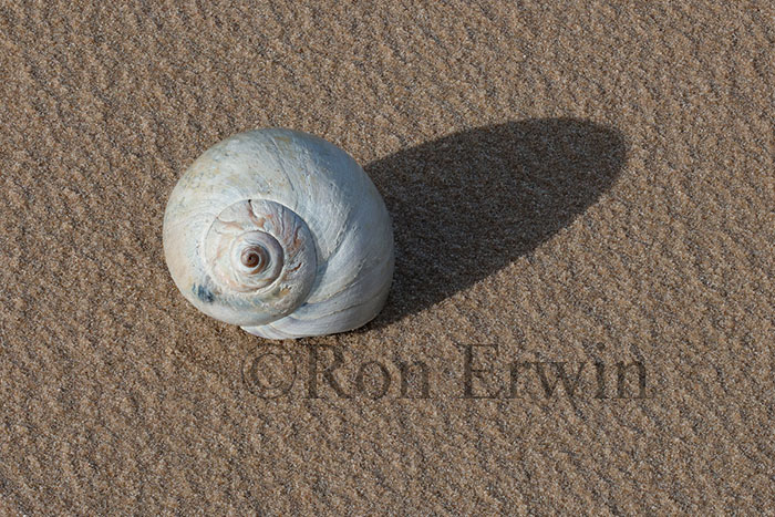 Seashell