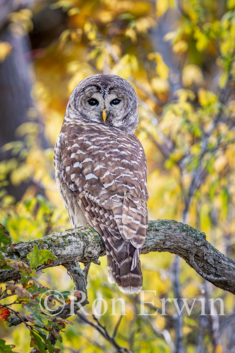 Barred Owl