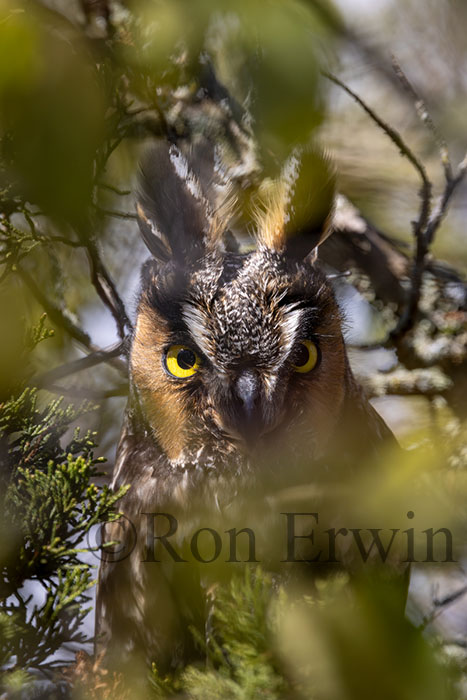 Long-eared Owl