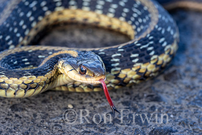 Garter Snake