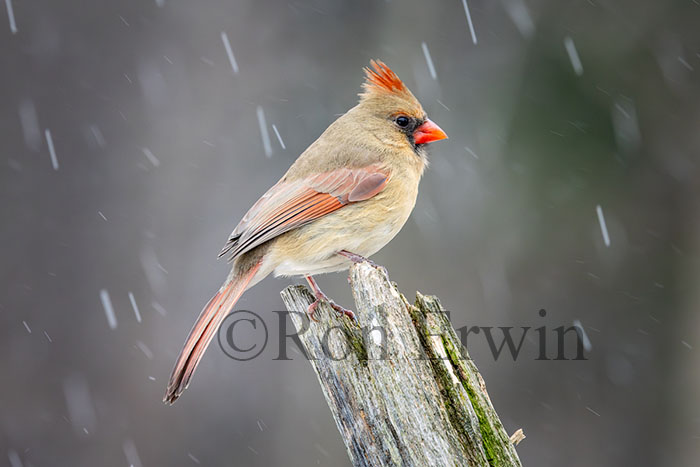 Northern Cardinal Female