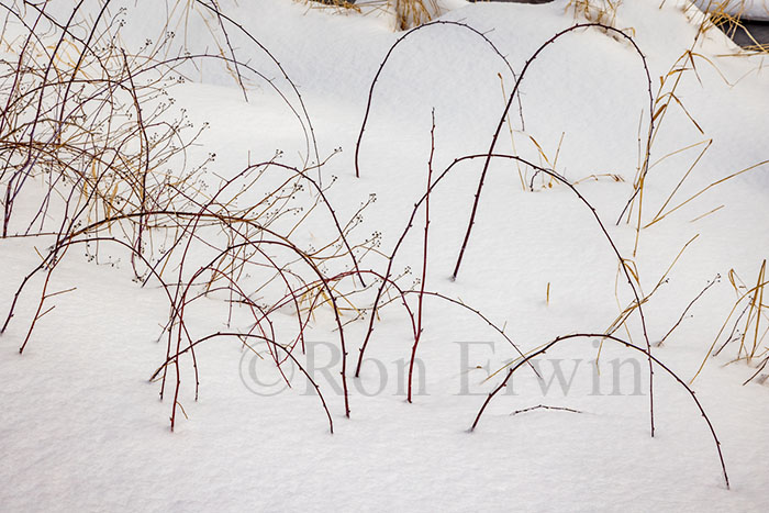 Plants & Snow