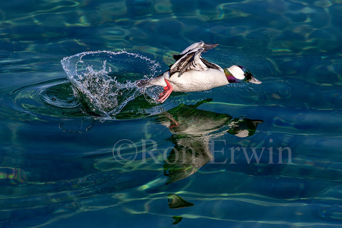 Male Bufflehead