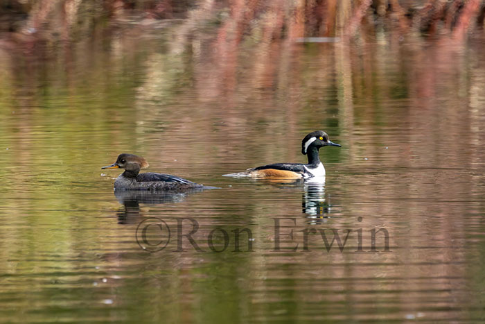 Hooded Merganser Pair