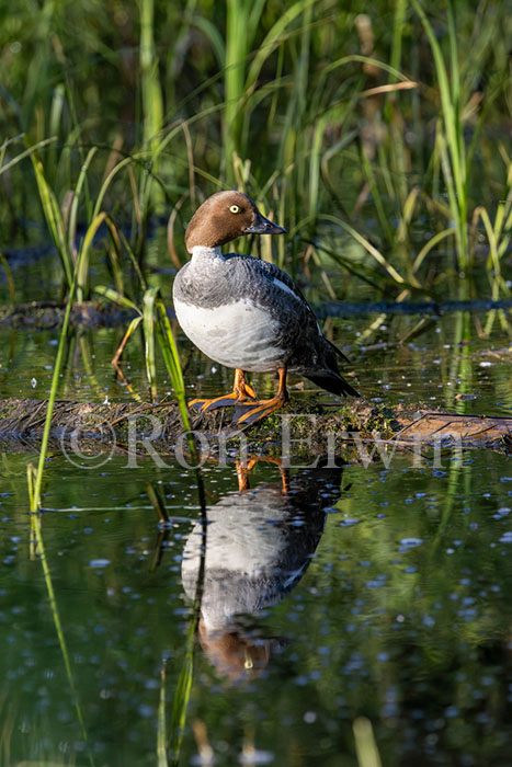 Female Common Goldeneye