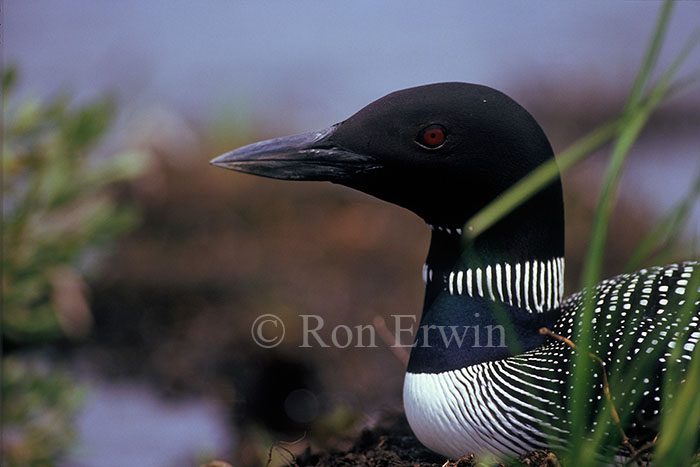 Loon on Nest
