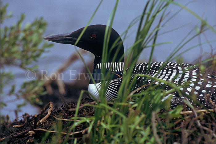 Loon on Nest