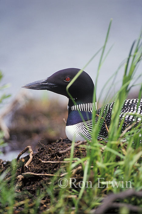 Common Loon on Nest