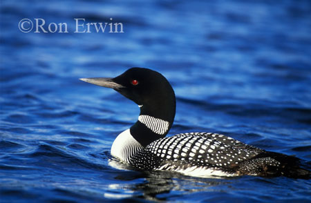 Common Loon
