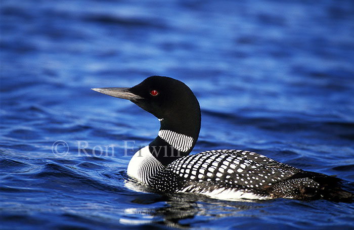Common Loon