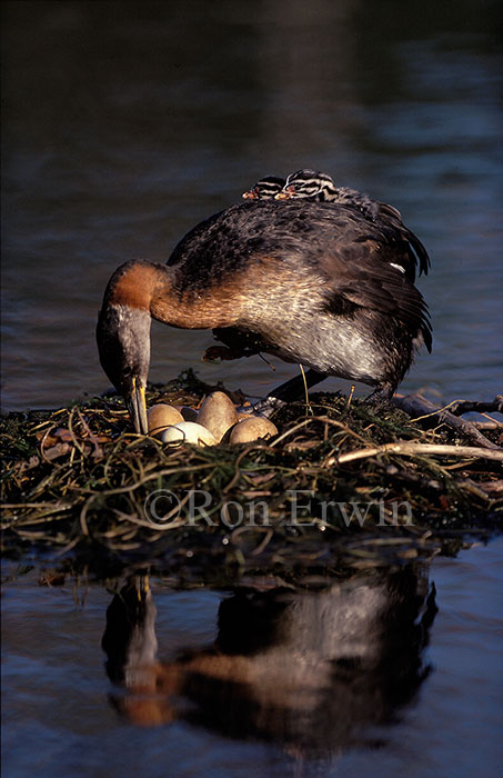 Nesting Red-necked Grebe