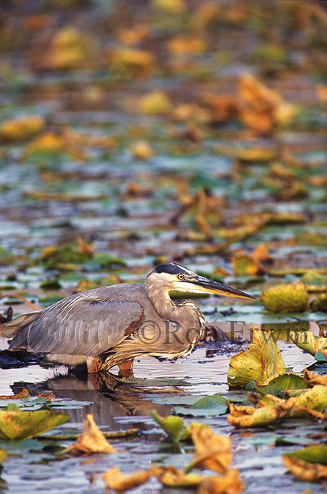 Great Blue Heron