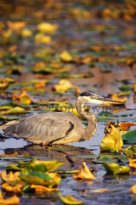 Great Blue Heron