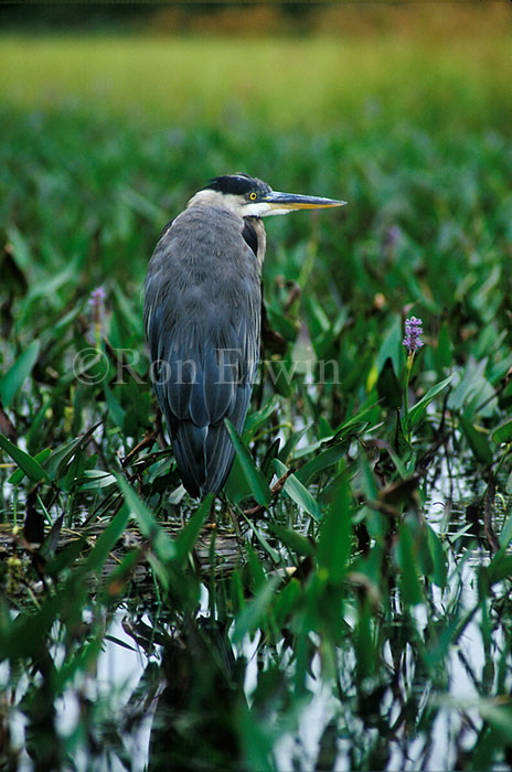 Great Blue Heron