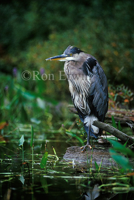 Great Blue Heron