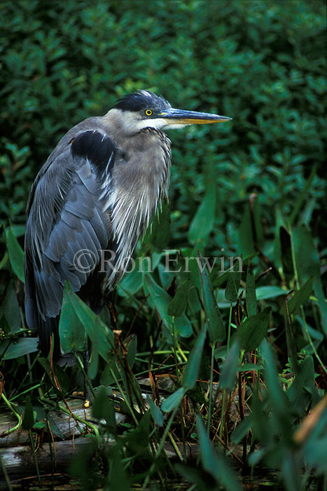 Great Blue Heron