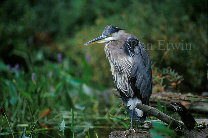 Great Blue Heron