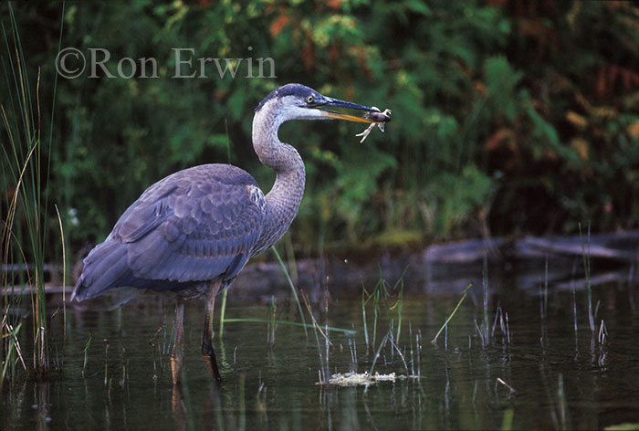 Great Blue Heron