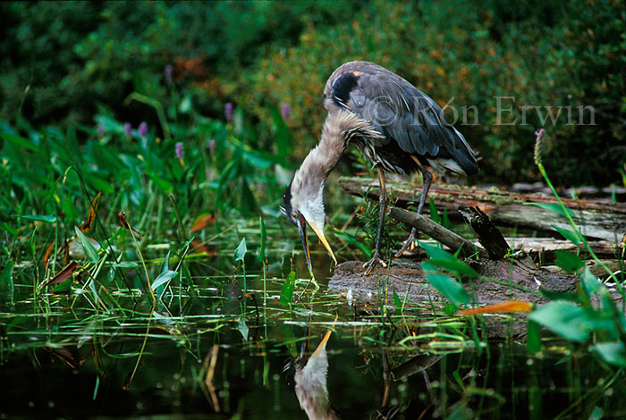 Great Blue Heron