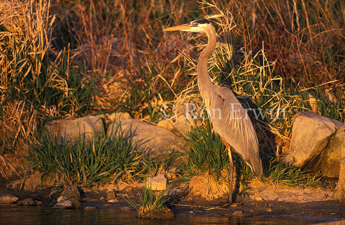 Blue Heron