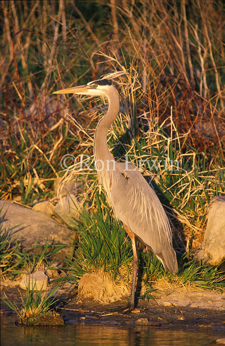 Blue Heron