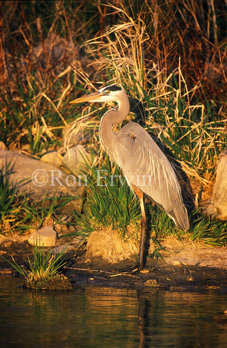 Blue Heron
