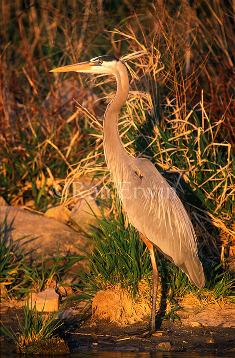 Great Blue Heron