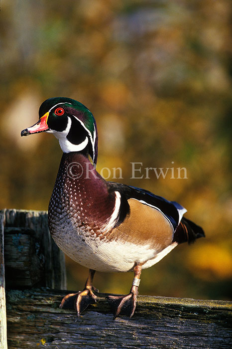 Male Wood Duck