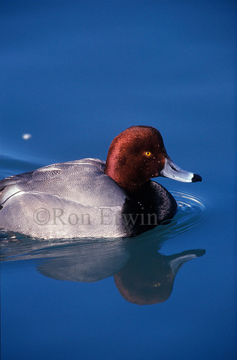 Redhead