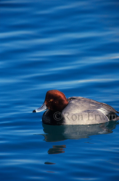 Redhead