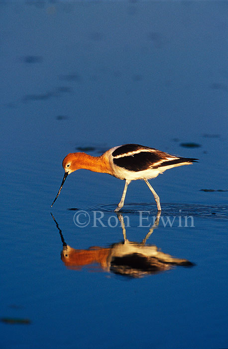 American Avocet