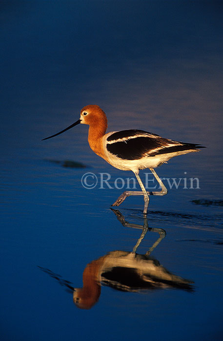 American Avocet