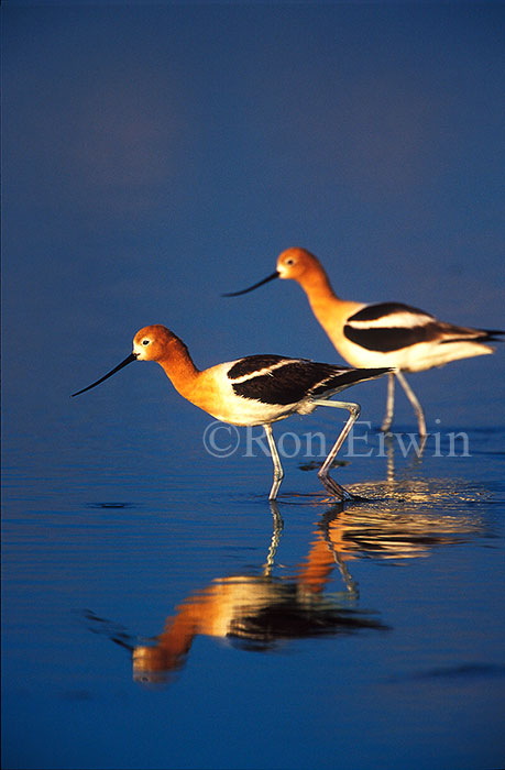 American Avocets