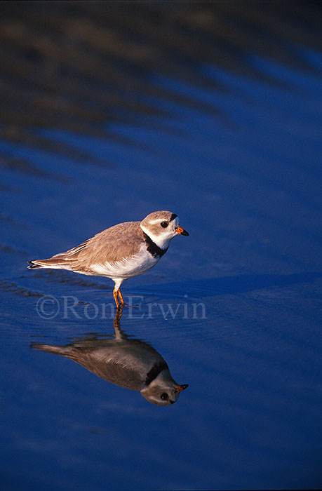 Piping Plover Adult