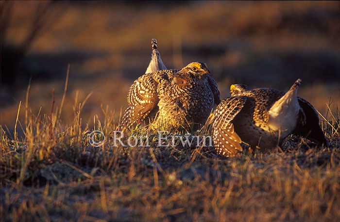 Sharp-tailed Grouse