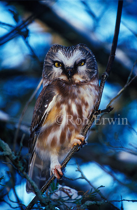 Northern Saw-whet Owl