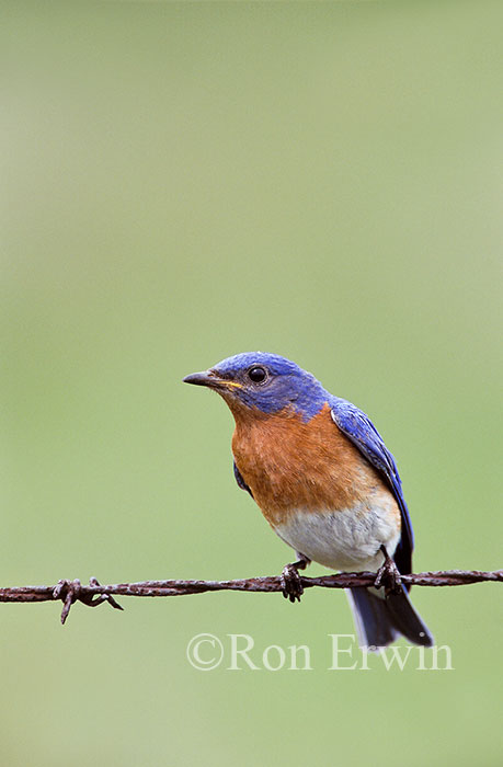 Eastern Bluebird