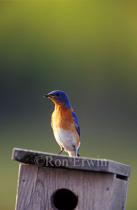 Male Eastern Bluebird