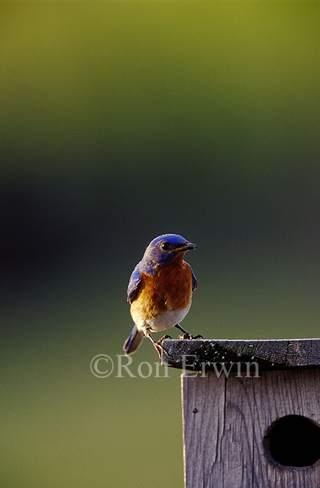 Male Eastern Bluebird