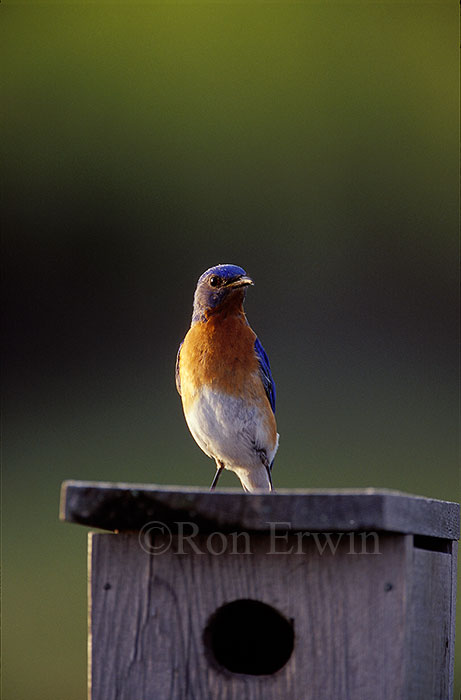 Male Eastern Bluebird